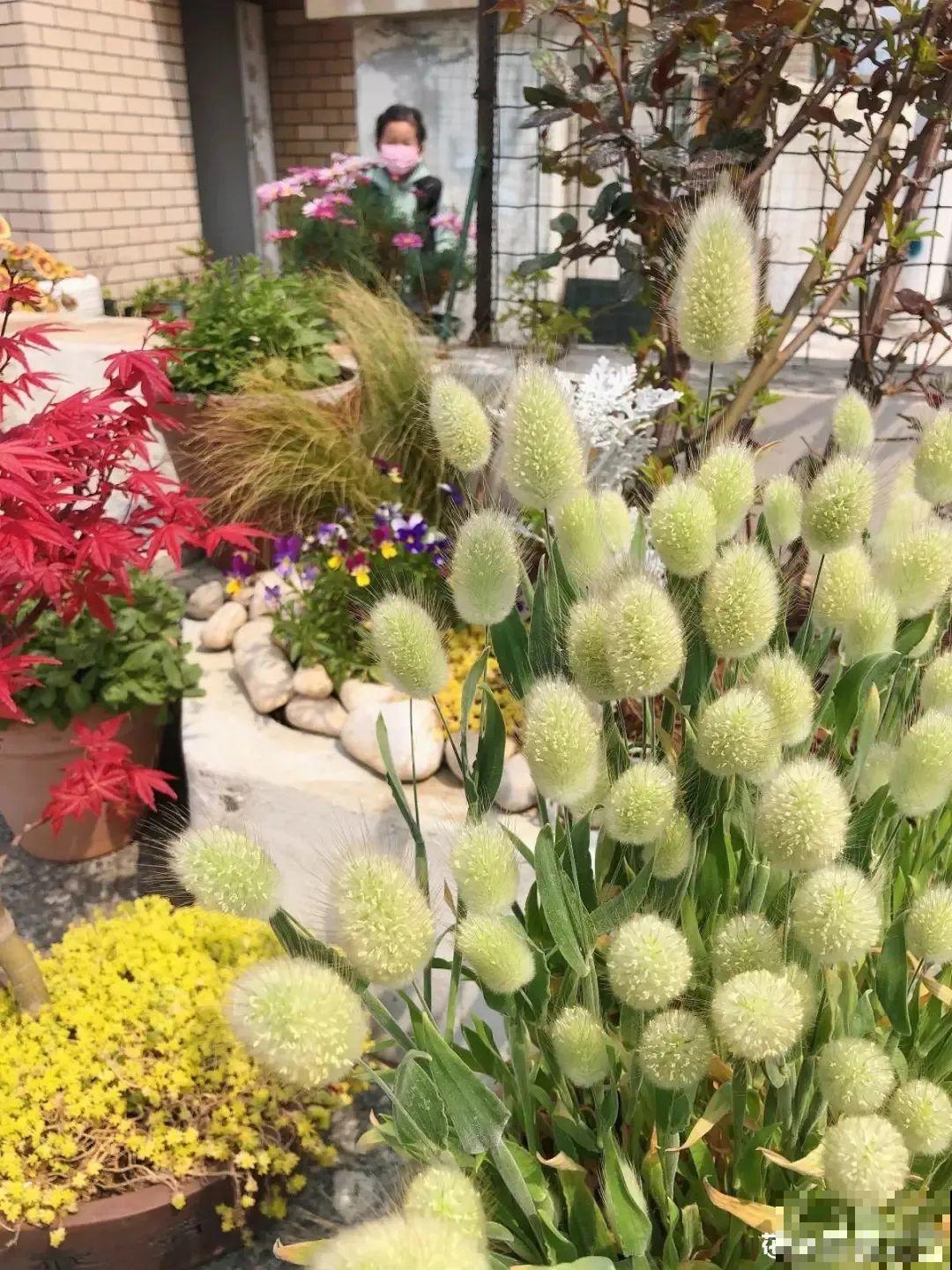 超可爱的小众花，有趣的人都在养，毛茸茸的特可爱