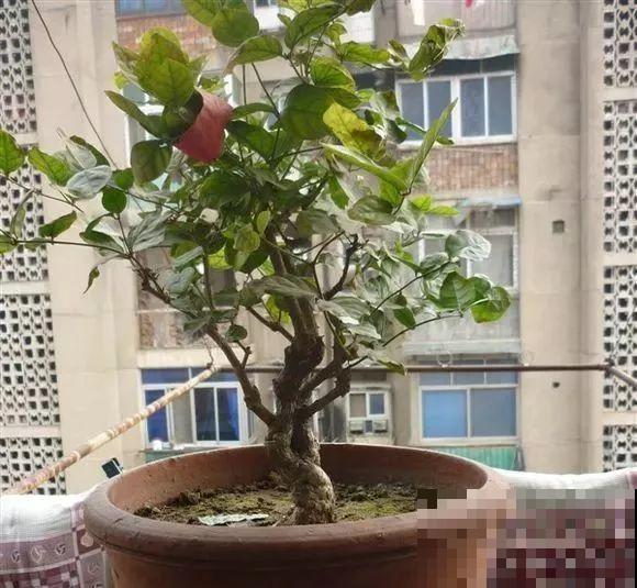 三角梅长不好?赶紧给它摘叶子,摘得越干净,长得越好 三角梅长不好?赶紧给它摘叶子,摘得越干净,长得越好