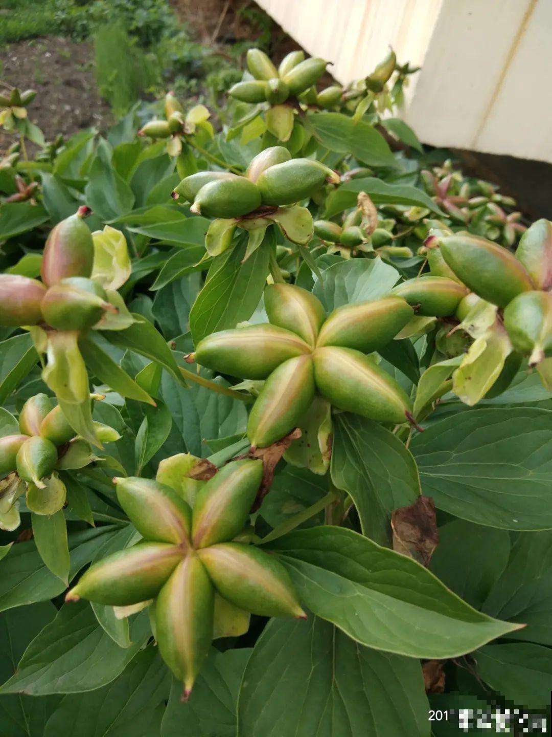 20种花不用买，开完花等20天，爆出好多种子！