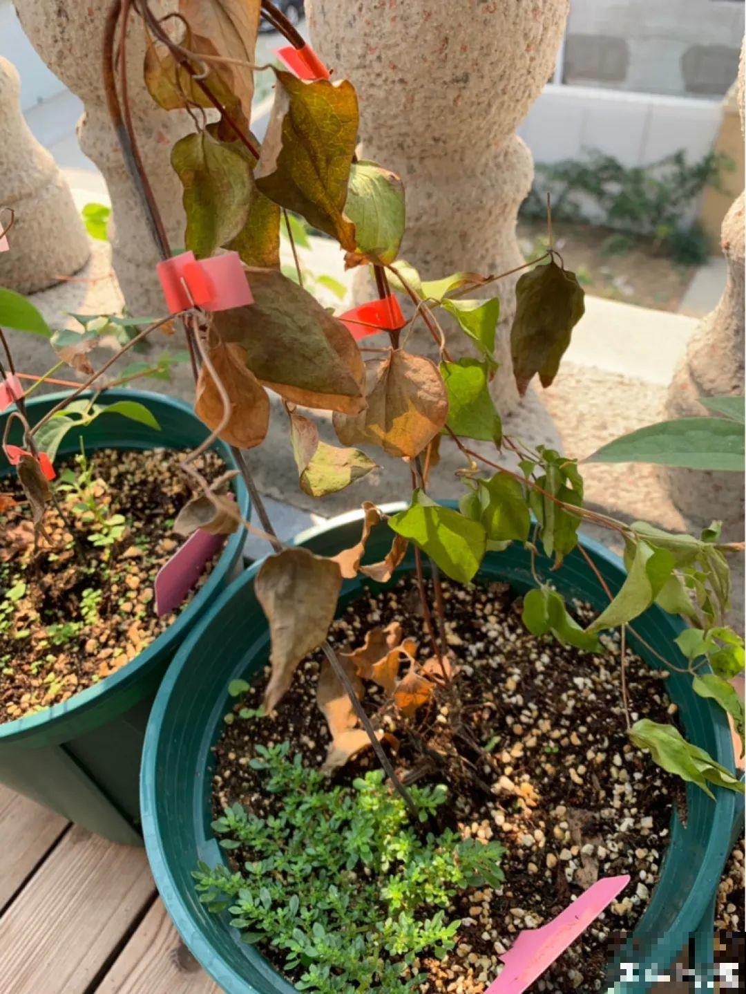 8种花开始慢慢睡醒了， 现在长得正旺，多浇水施肥， 开花更多！