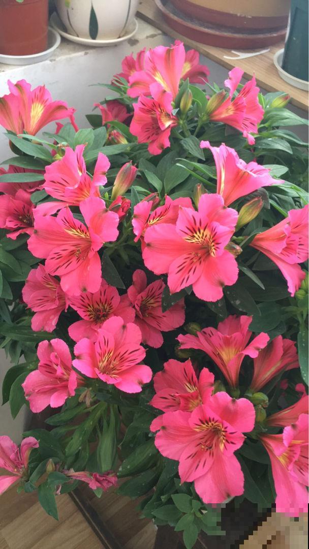 1种花名叫六出花，叶子像百合，花朵像杜鹃，真美！