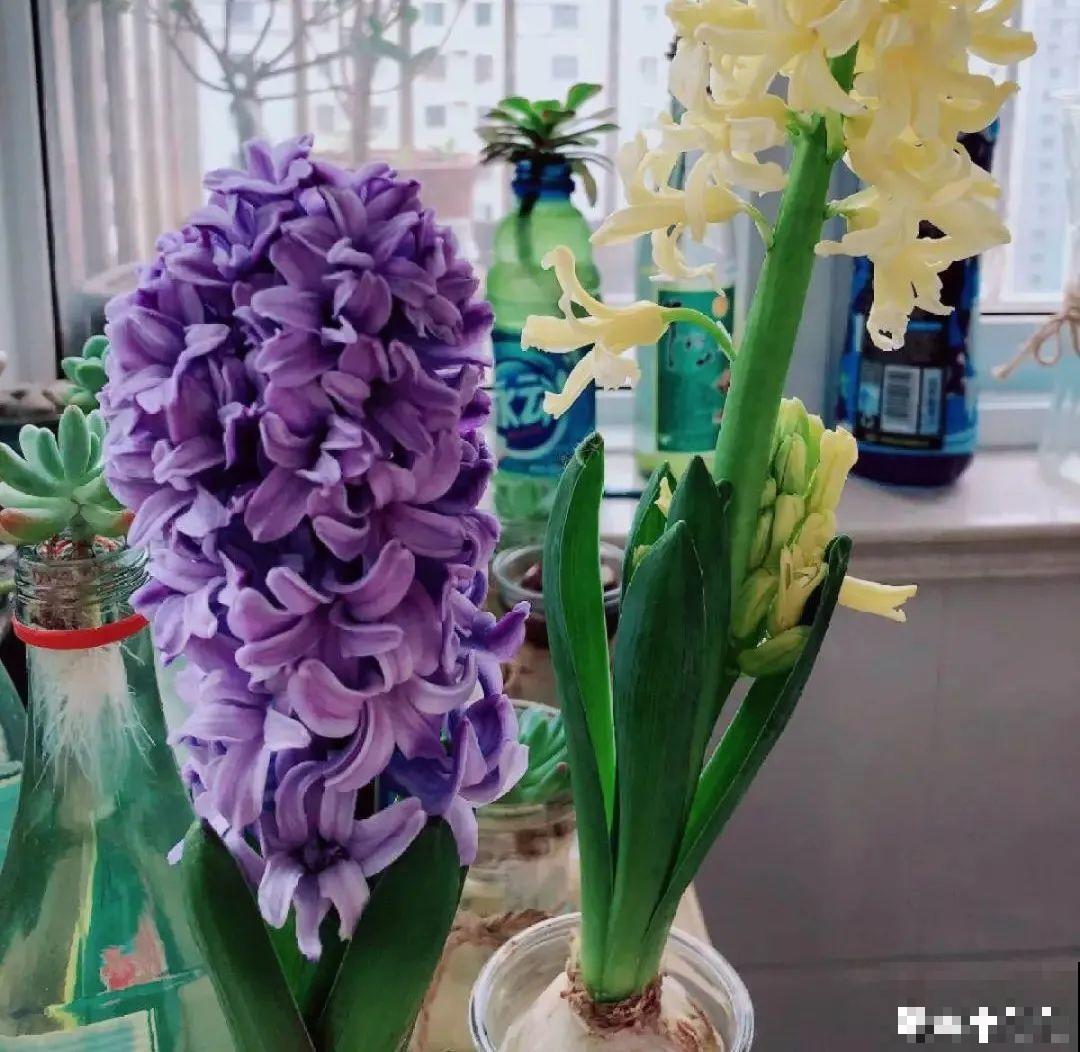 长寿开花后，要好好修剪，很快冒新芽