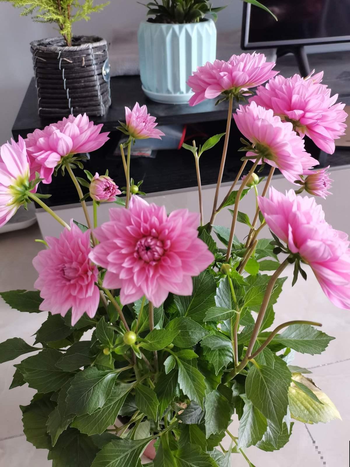 大丽花实用种植技巧，现在教你，年年花开不断！