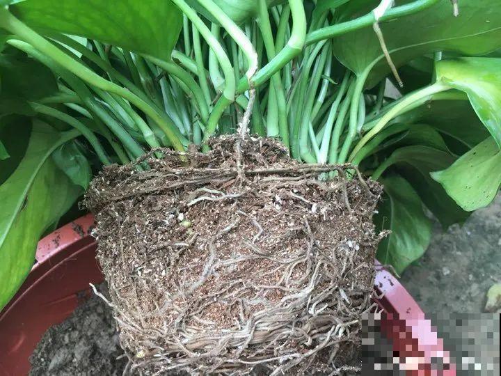 蝴蝶兰现在还不换盆，水苔容易发霉 ，越长越差劲