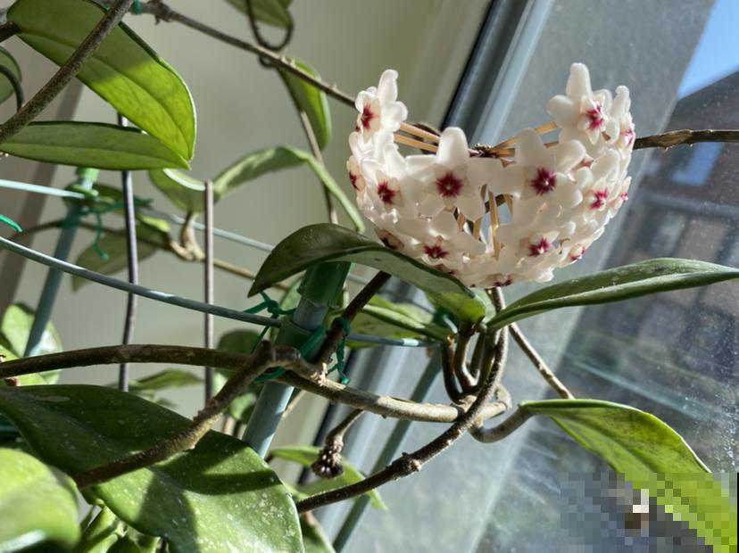 适合打造成花墙的植物，耐阴开花香，一朵一朵呼呼冒花