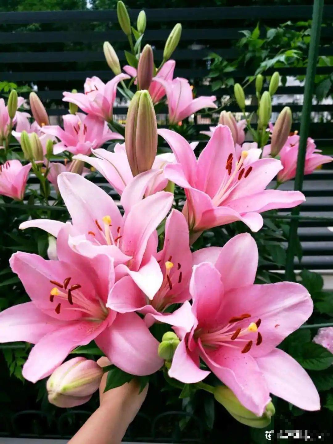 花开完了,别急着扔,好好养还能活几十年 花开完了,别急着扔,好好养还能活几十年