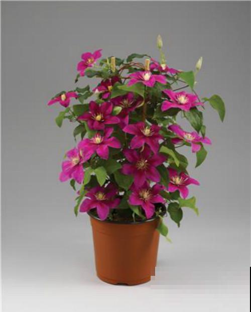 土里撒一把“小豆豆”,花苞呼呼往外蹦,开花超级旺 土里撒一把“小豆豆”,花苞呼呼往外蹦,开花超级旺