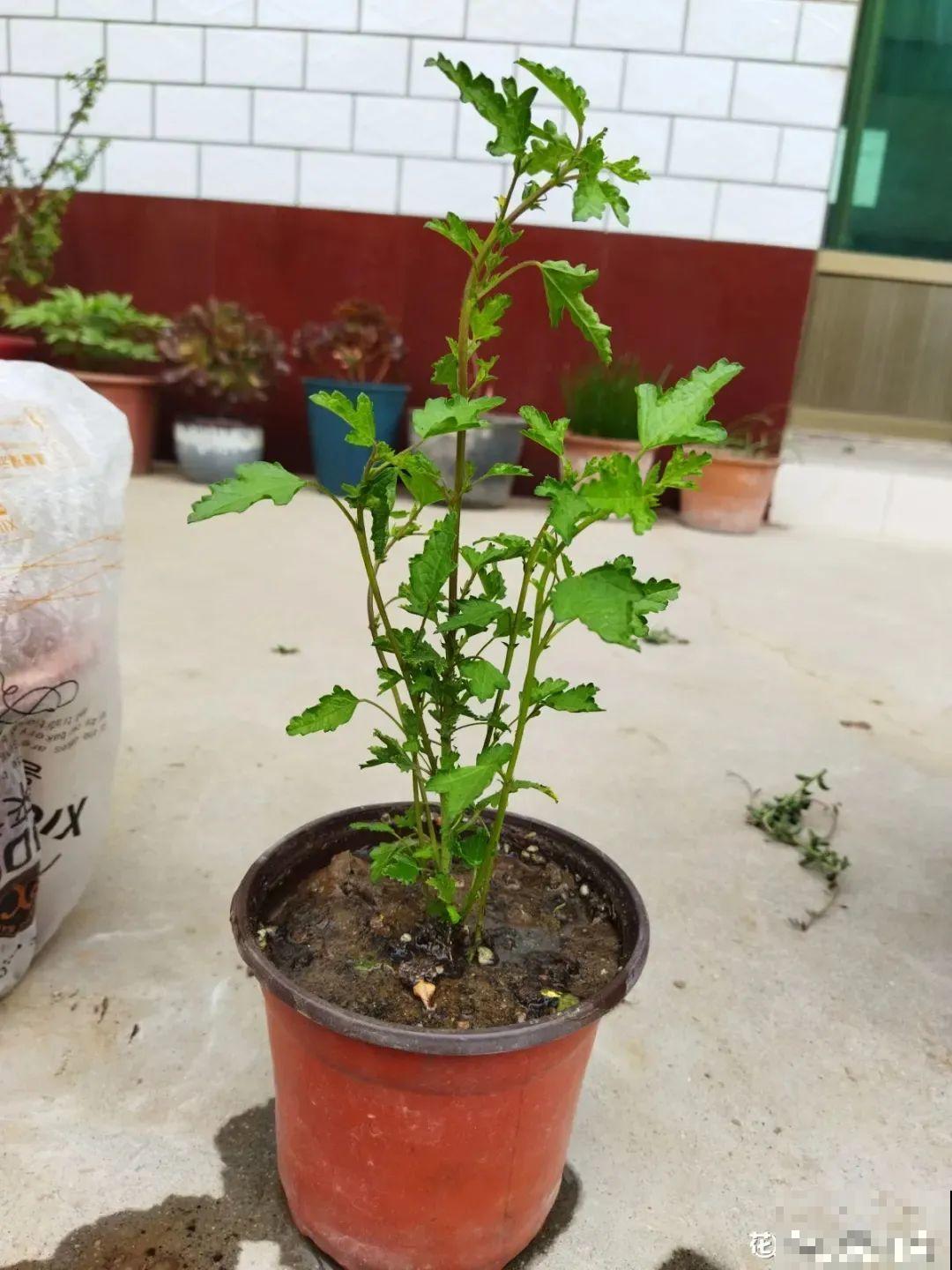 夏天扦插小木槿，半个月生根，养成棒棒糖开出花球