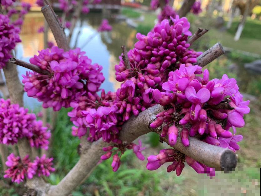 不同地区，植物发芽程度不同，你家那边的花开了吗