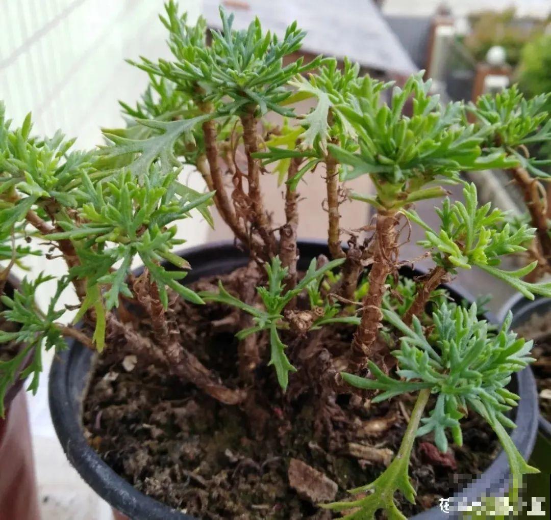 家里养了月季,花后使劲剪,越剪越开花,真省心 家里养了月季,花后使劲剪,越剪越开花,真省心