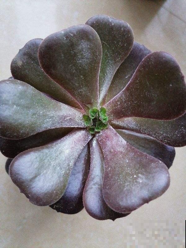 多肉长不动？一刀砍去头，轻松长爆盆！