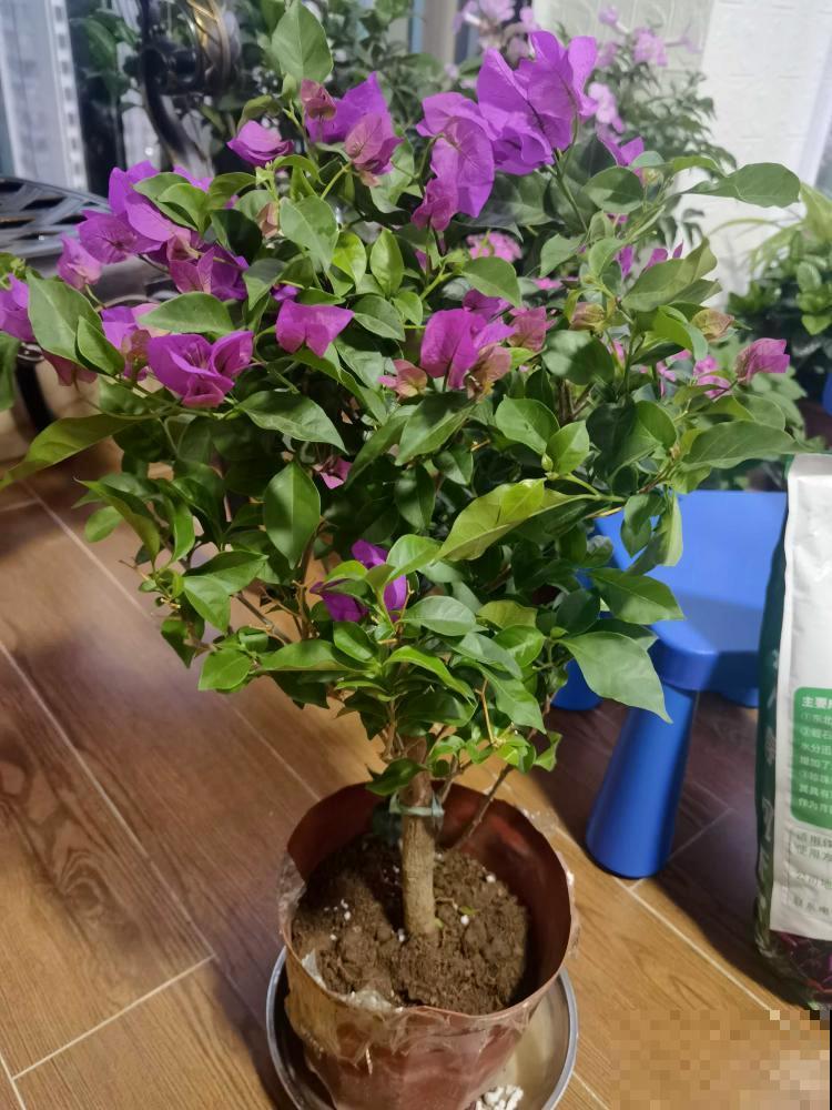 9层楼高的三角梅，足足养了28年，不得不服！