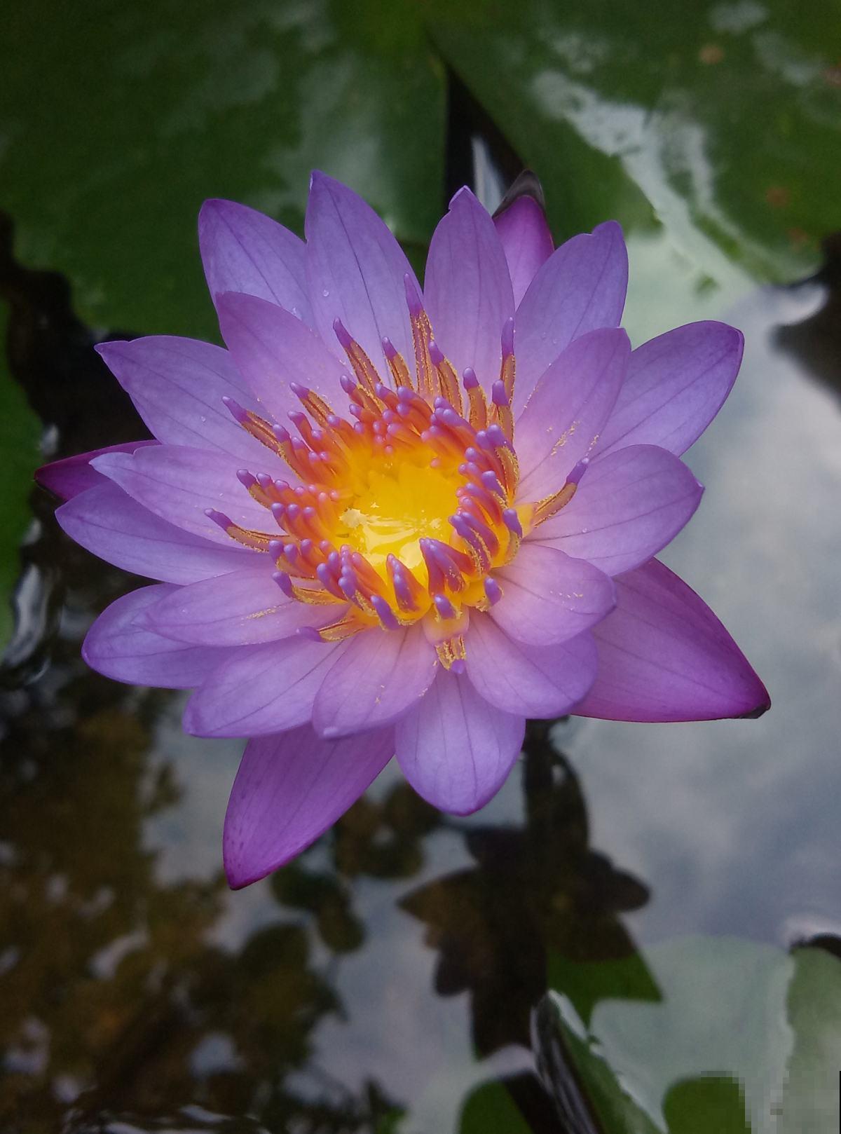 适合养在家里的水生植物，夏天呼呼开花，气质优雅独特