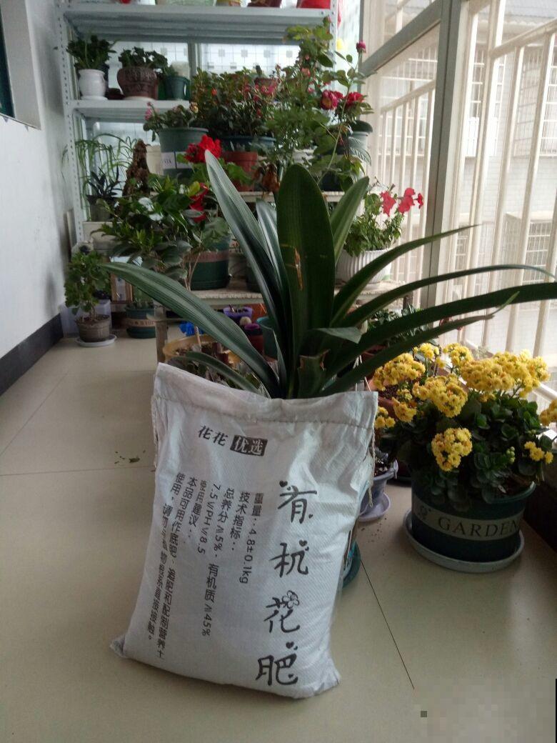 想在家里养花，先看看这5个忌讳，很多人都会犯！