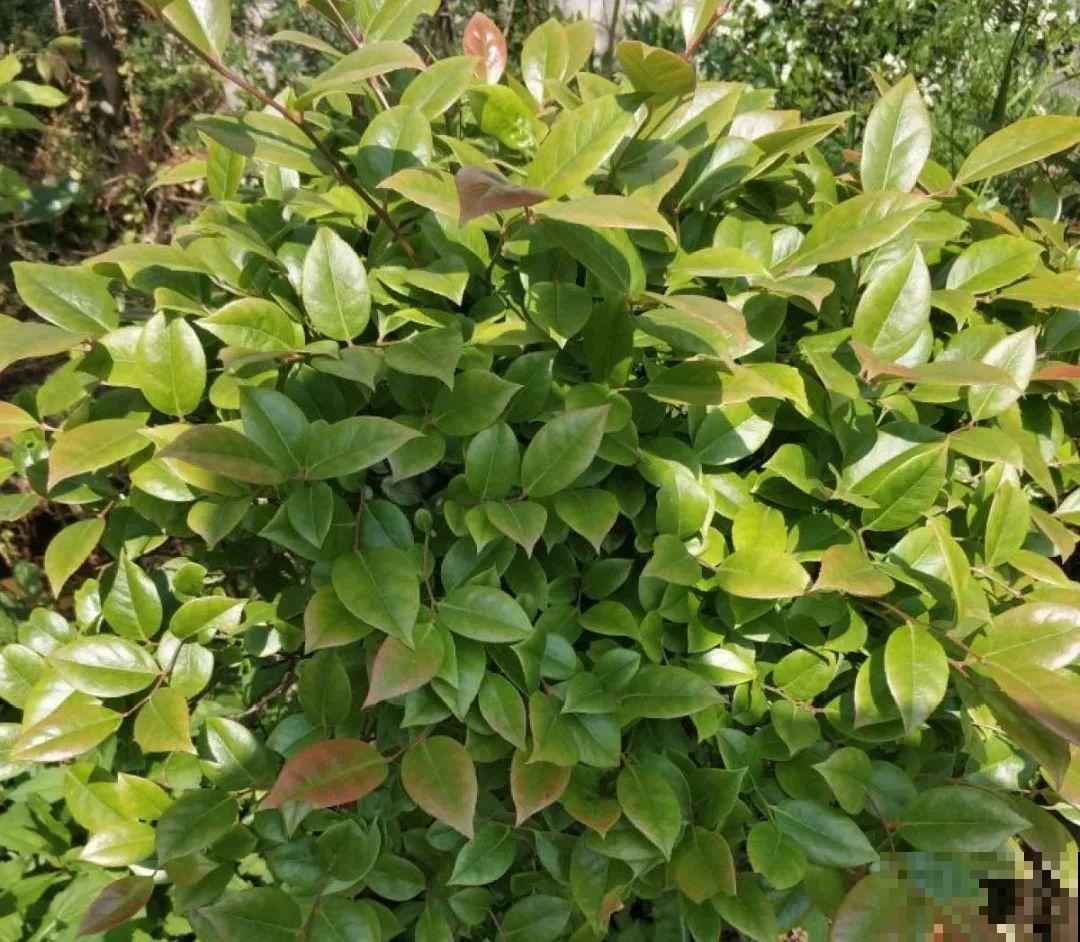 春天的野菜大全,小心辨认,千万别挖错了 春天的野菜大全,小心辨认,千万别挖错了