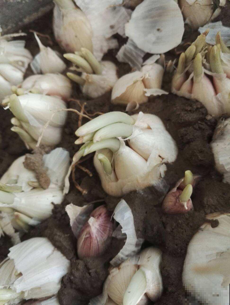 在家种4种蔬菜，简单好操作，生长速度快