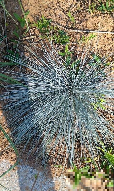 网红花不一定好养,跟风买要慎重,千万别盲目 网红花不一定好养,跟风买要慎重,千万别盲目