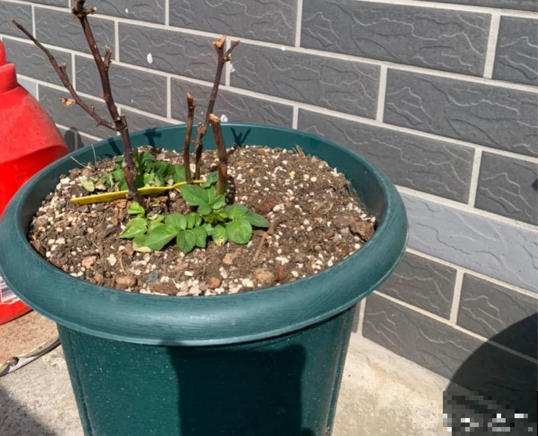 3月份养花,别急着搬出屋外,花容易死翘翘 3月份养花,别急着搬出屋外,花容易死翘翘