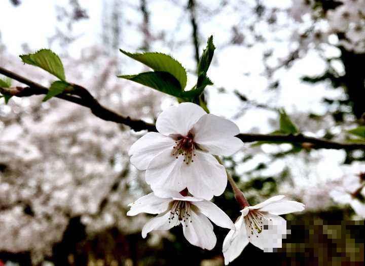 樱花下落的速度真的是秒速5厘米?别被误导了,这才是真相! 樱花下落的速度真的是秒速5厘米?别被误导了,这才是真相!