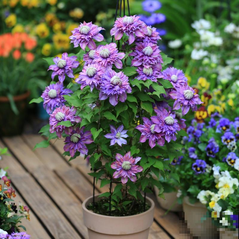 3种花气质独特,种院子里特高级,一开花气质十足 3种花气质独特,种院子里特高级,一开花气质十足