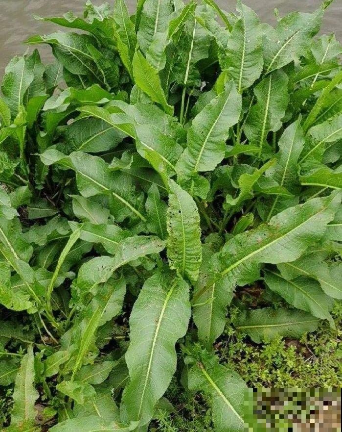 春天的野菜大全,小心辨认,千万别挖错了 春天的野菜大全,小心辨认,千万别挖错了