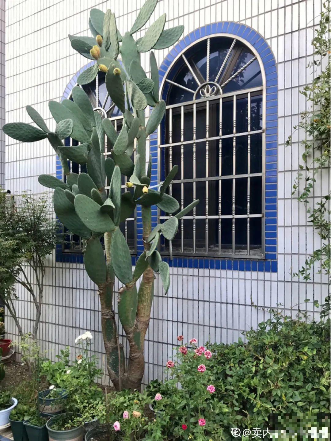 家里养盆镇宅花，越长越霸气，安全感十足