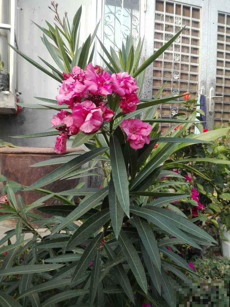 夹竹桃有毒,为啥还种在路边,原来好处多不是一般的多 夹竹桃有毒,为啥还种在路边,原来好处多不是一般的多