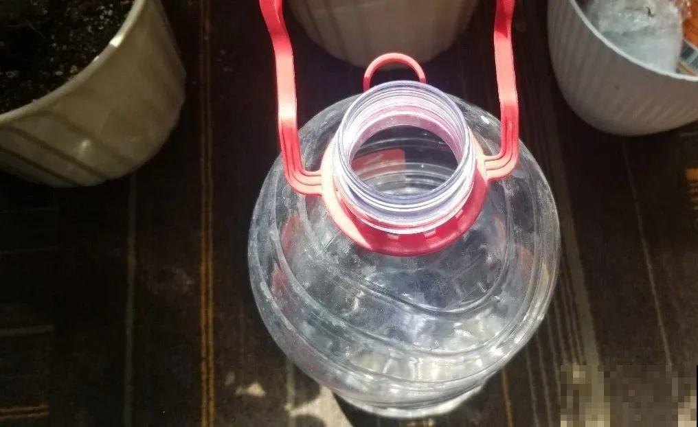 给花浇水掺点白醋，植物根比萝卜还粗，健壮不黄叶