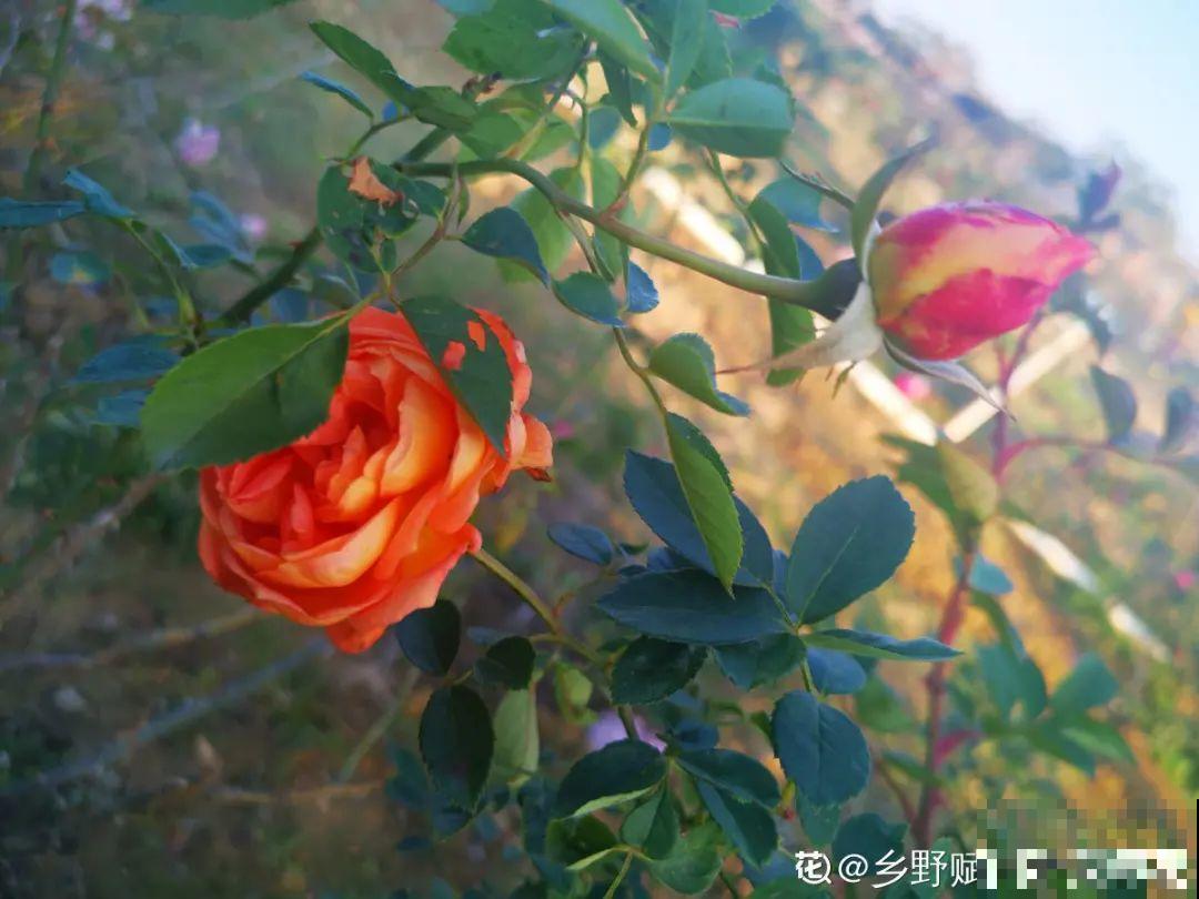 施肥用氮肥要节制，太心急容易烧苗，千万别用多