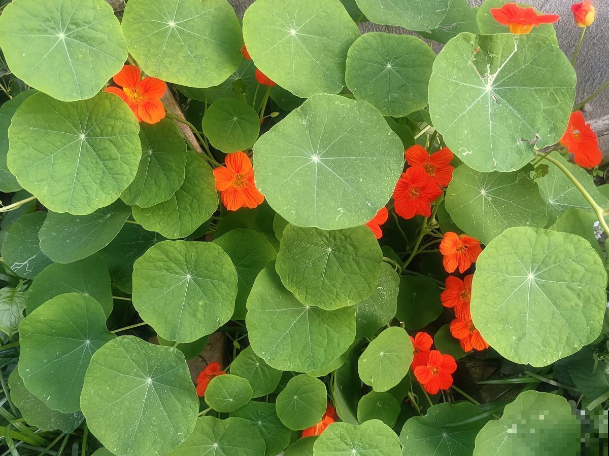 土里撒一把“小豆豆”,花苞呼呼往外蹦,开花超级旺 土里撒一把“小豆豆”,花苞呼呼往外蹦,开花超级旺