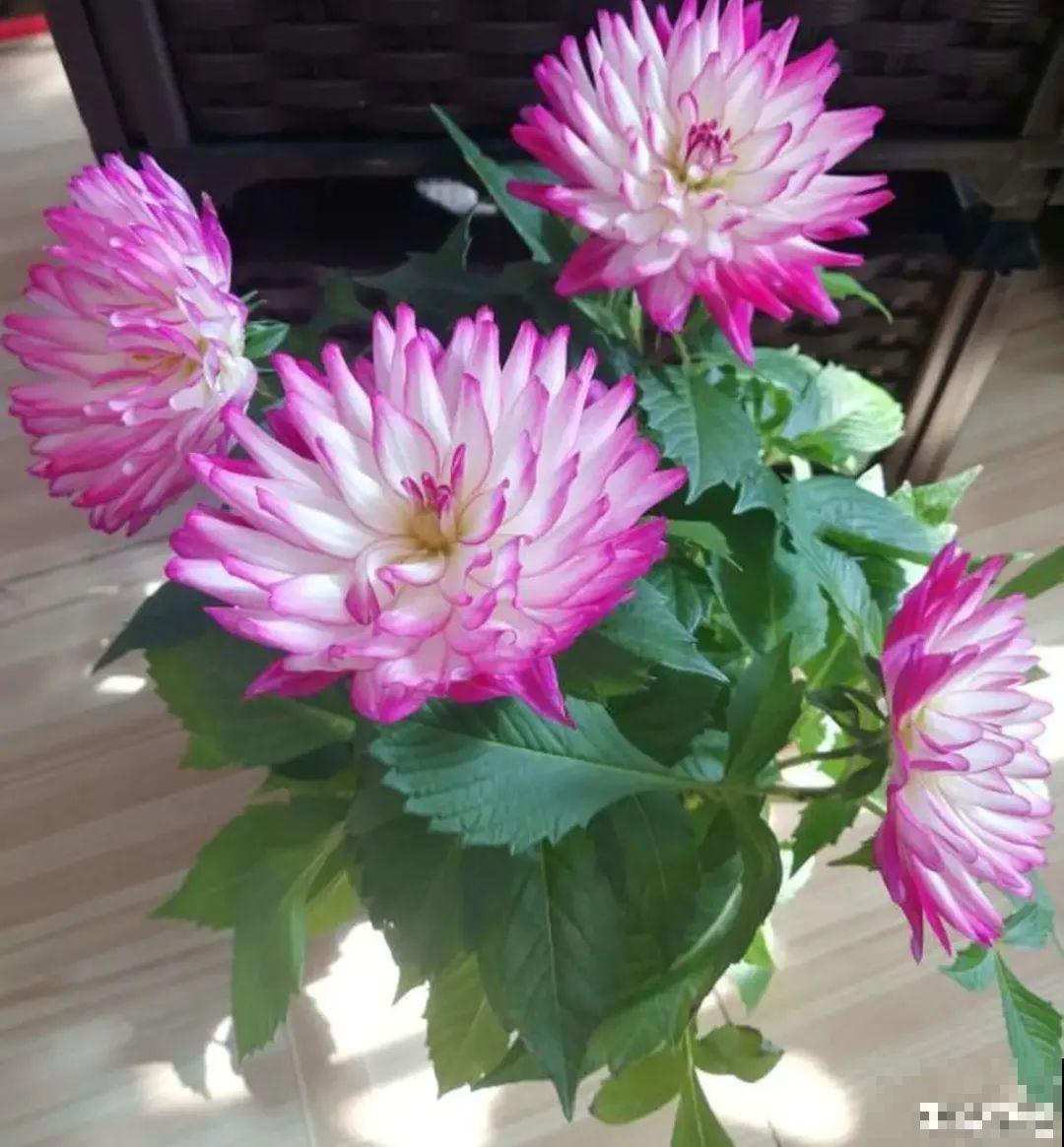 公认的难养花，买一盆死一盆，原来是被动了手脚…