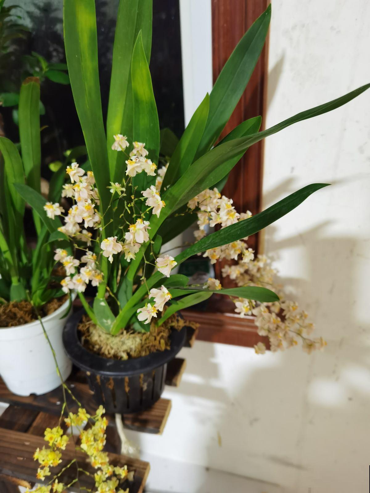 现在逛花市,这3种花先别买,买回家就休眠,还难度夏 现在逛花市,这3种花先别买,买回家就休眠,还难度夏