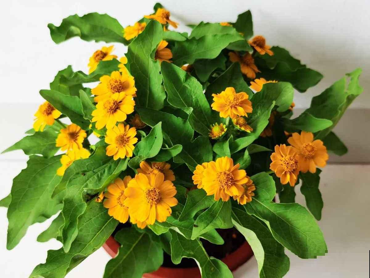 最好的养老方式,就是“沾花惹草”! 最好的养老方式,就是“沾花惹草”!