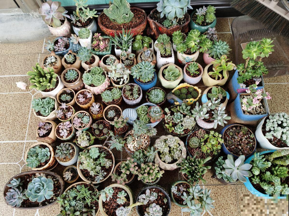 夏天多肉大甩卖，现在购买，是最佳时机吗？