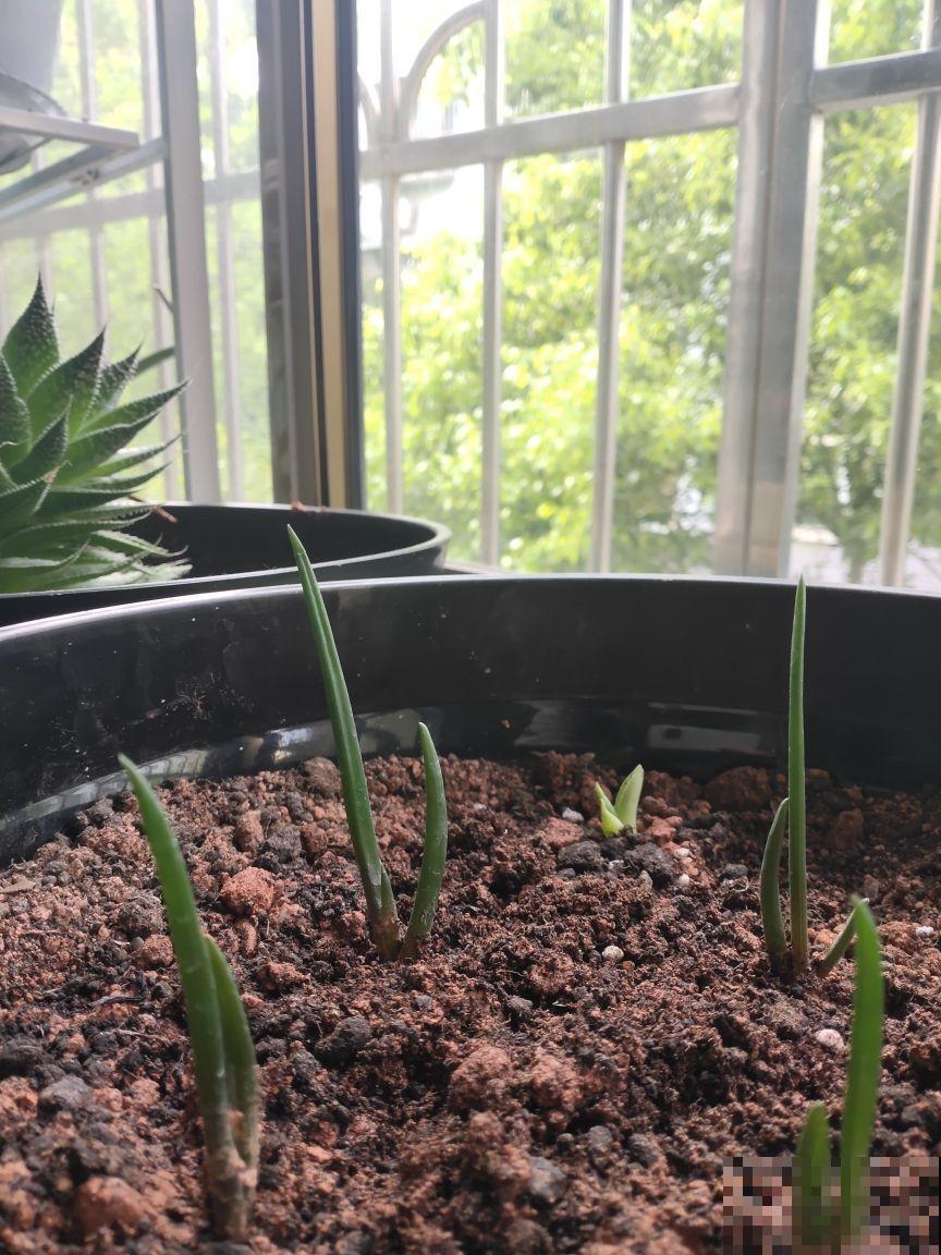 3种花喜欢碱性土，北方比较常见，南方很少见