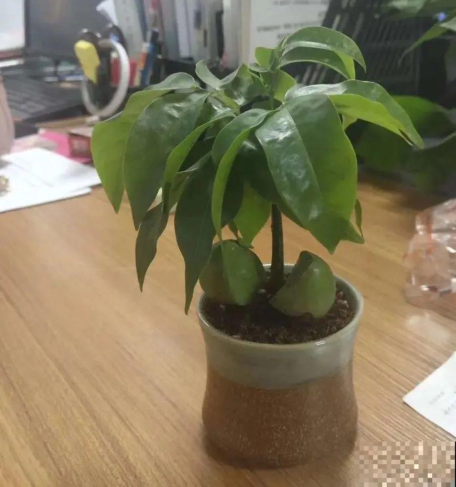 植物长了个大肚子，超级耐旱，一个月不浇水也死不了