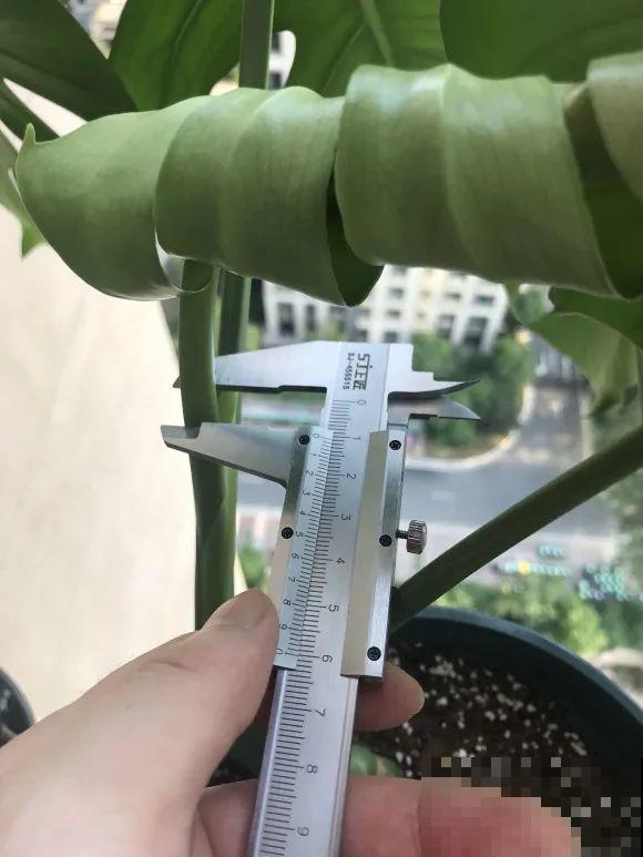 7种花要赶紧砍头,一头变多头,长得是真旺 7种花要赶紧砍头,一头变多头,长得是真旺