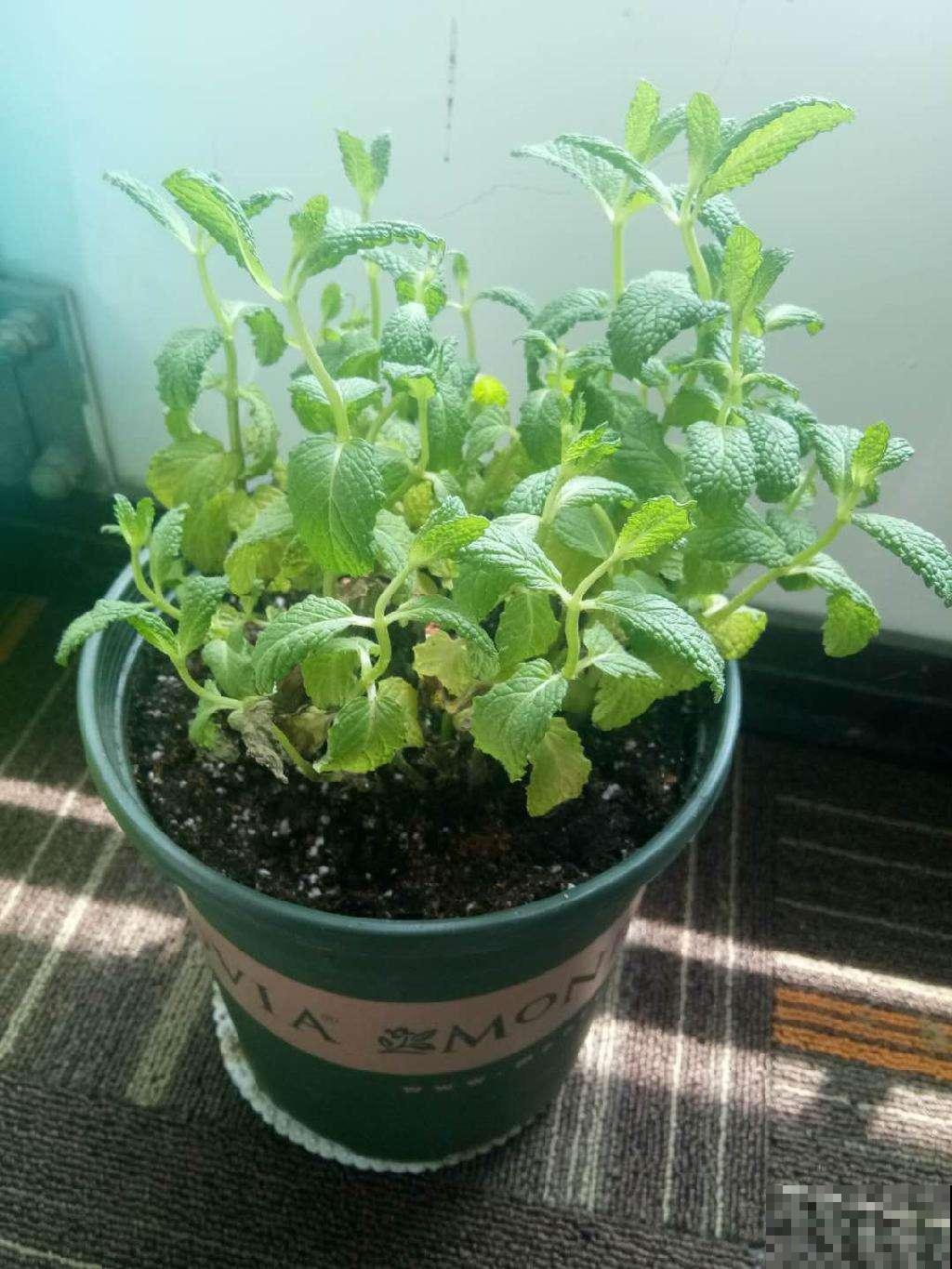 春天给花换盆，掌握换盆技巧，换完呼呼长