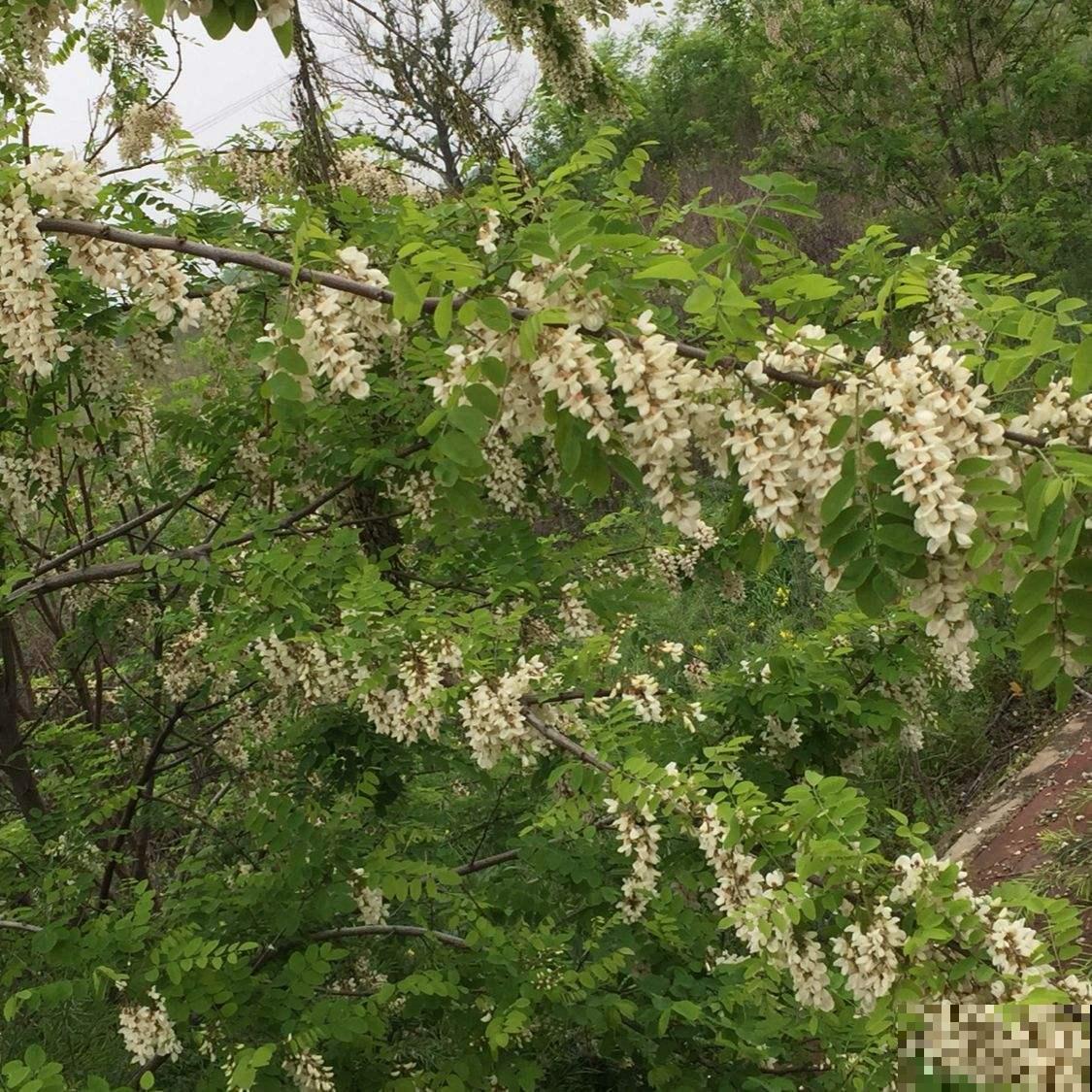 家门口40年的大槐树，有人想砍掉，村里人坚决反对