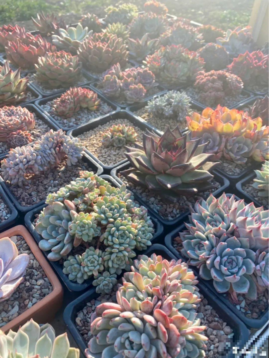 温度差不多稳定了,要准备给多肉换盆,记住这7个步骤 温度差不多稳定了,要准备给多肉换盆,记住这7个步骤