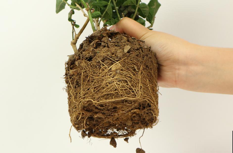 蝴蝶兰现在还不换盆，水苔容易发霉 ，越长越差劲