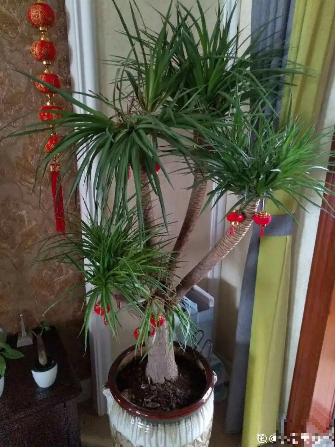 家里养盆镇宅花，越长越霸气，安全感十足