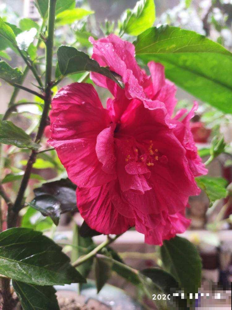 未来一个月,4种花要涨价,现在入手正合适 未来一个月,4种花要涨价,现在入手正合适