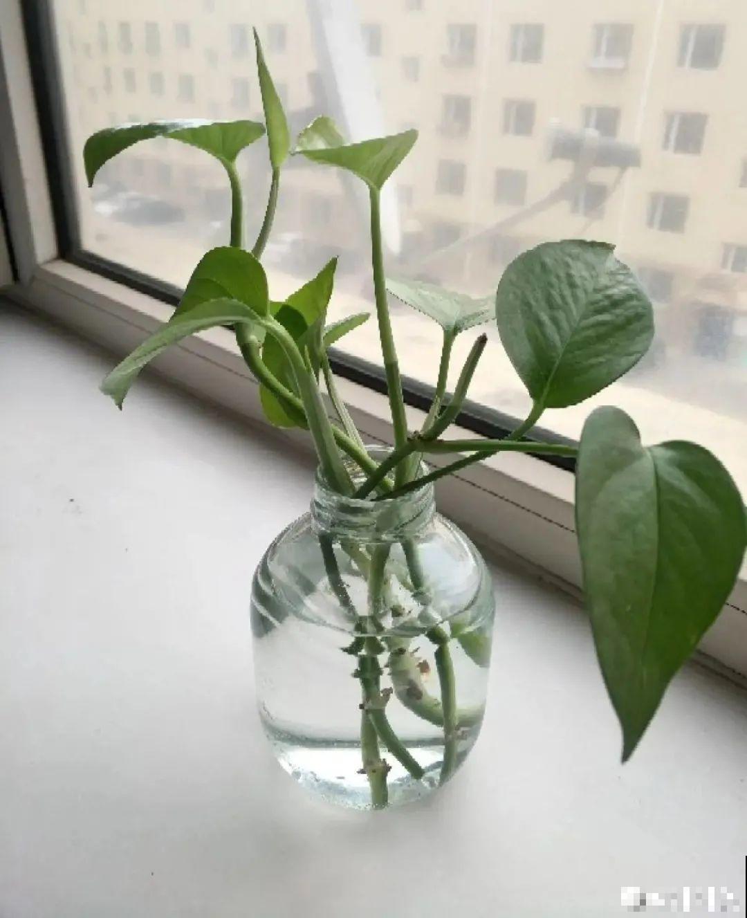 半死不活的花,扔水里,突然长疯了 半死不活的花,扔水里,突然长疯了