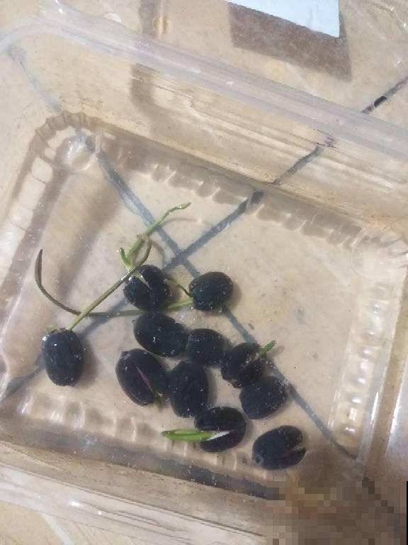 要想繁殖这3种花,不建议买种子,种出来也不是想要的样子 要想繁殖这3种花,不建议买种子,种出来也不是想要的样子