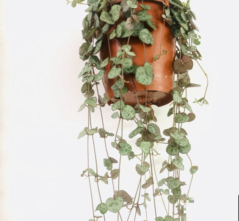 80种常见花卉，读过后，花名难不倒你