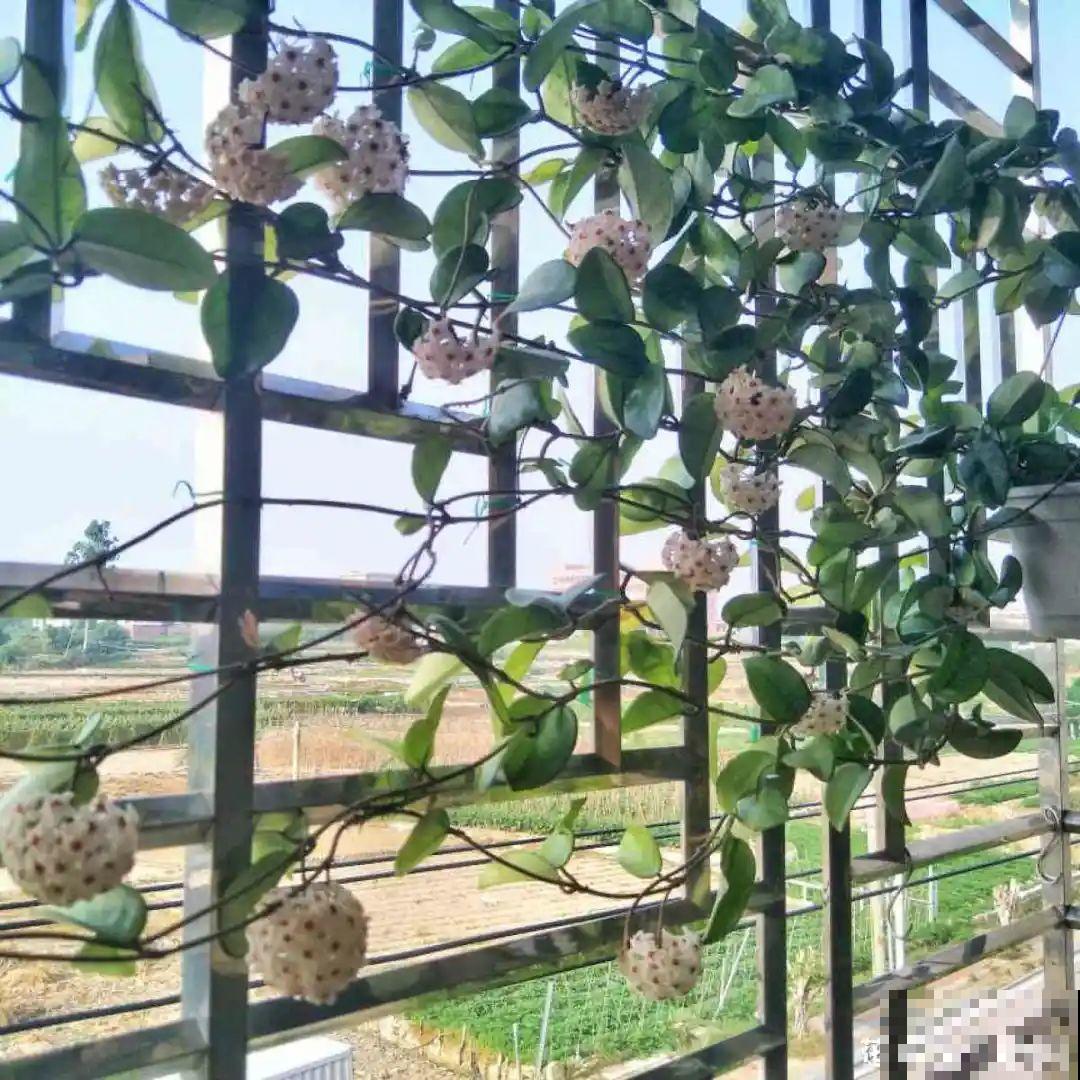 球兰开花特香，还非常耐阴，光照不好也能养