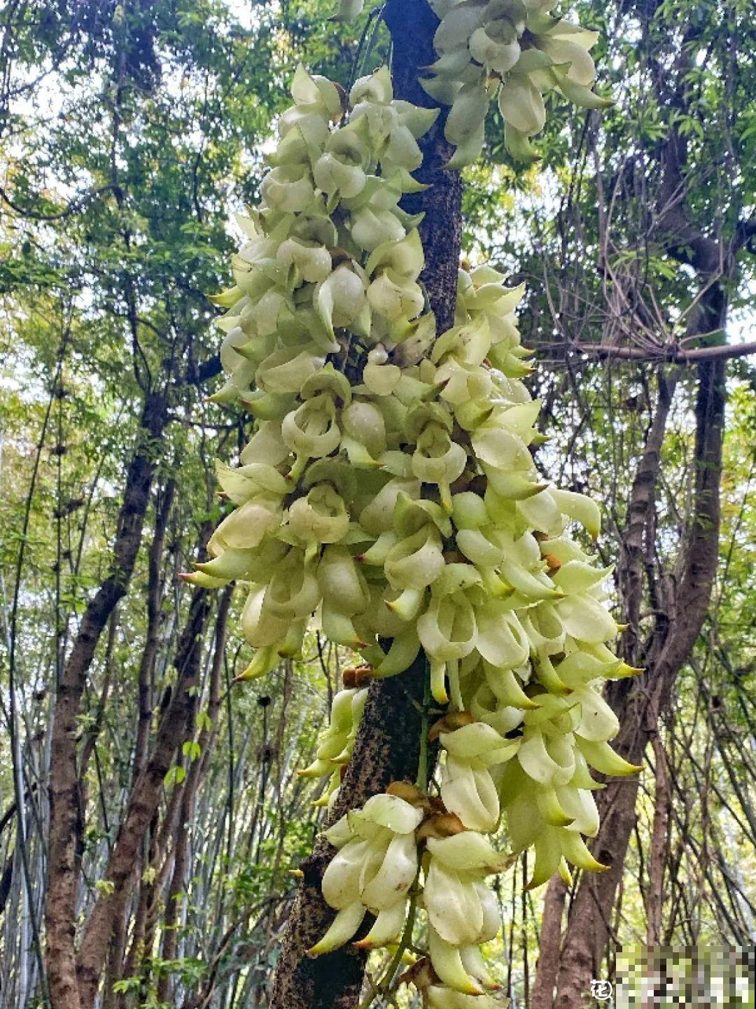清明赏花，带上这份花卉图谱，变身行走的识花机器