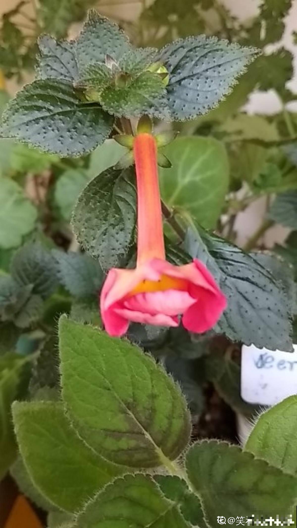 开花像“小喇叭”的植物，特别耐阴，没光也能开爆盆