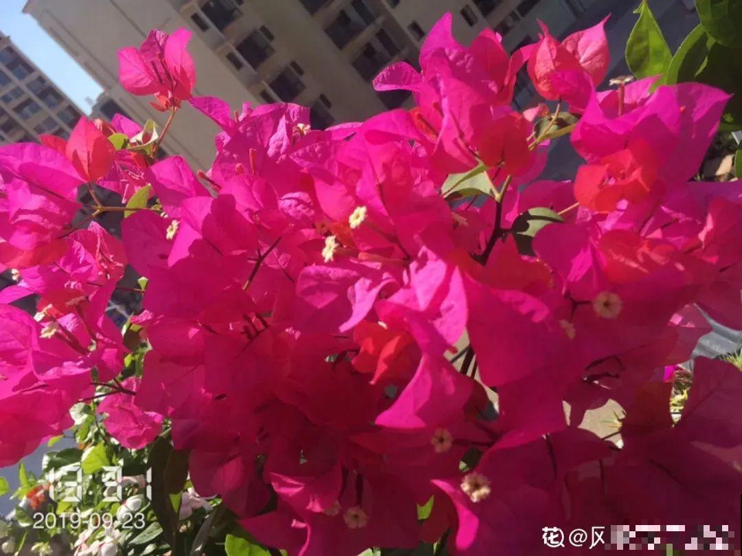 在家养盆“爆花战斗机”，只需要一盆，能开上百天不歇气！